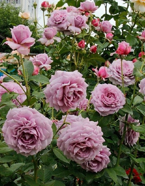 Роза спрей Кантри Спирит Сонг